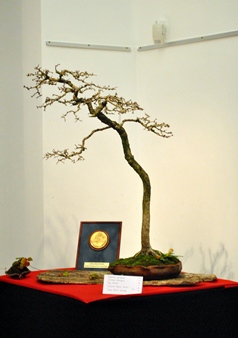 literati bonsai stilusu bunjin crataegus galagonya bonsai made by sandor papp